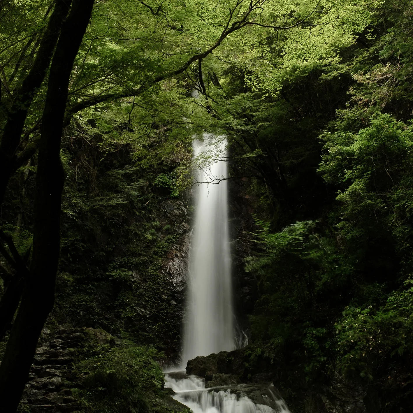 Hinoki Mist - Image 9